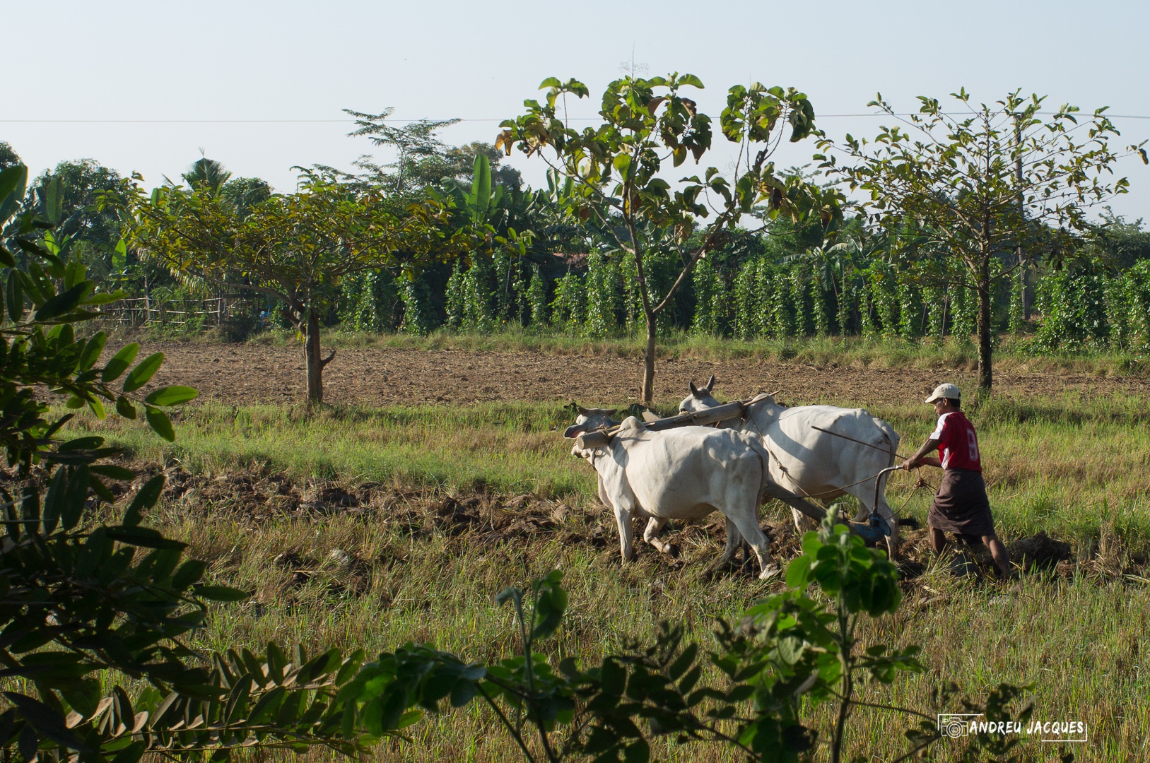 birmanie-159 (Grand).jpg